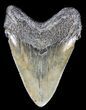 Megalodon Tooth - South Carolina #37629-2
